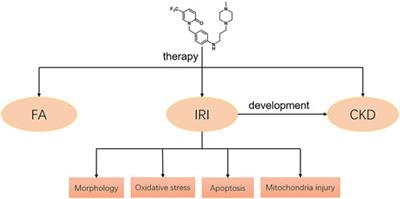 Protective effects of mefunidone on ischemia-reperfusion injury/Folic acid-induced acute kidney injury